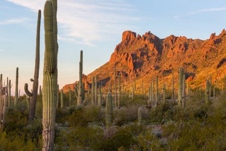 Téléchargez les photos : Saguaro Cactus in Organ Pipe National Monument, USA - en image libre de droit