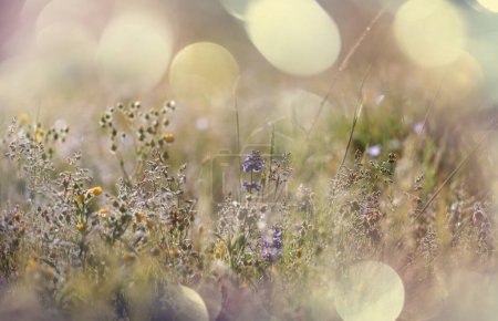 Photo for Sunny day on the flowers meadow. Beautiful natural background. Wild plants in nature. - Royalty Free Image