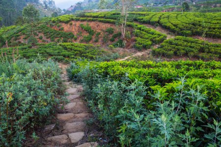 Photo for Green natural landscapes_tea plantation on Sri Lanka - Royalty Free Image