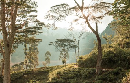 Photo for Green natural landscapes_tea plantation on Sri Lanka - Royalty Free Image