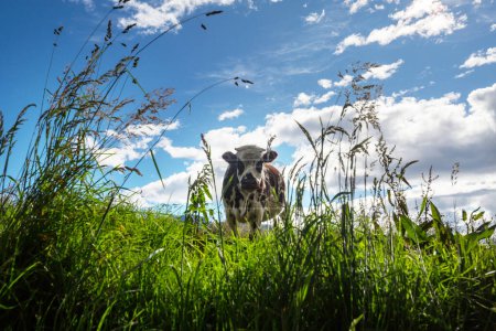 Foto de Vaca en prado verde de verano - Imagen libre de derechos
