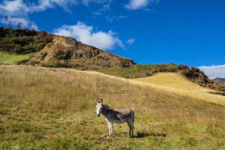 Foto de Bonito burro de cerca en el prado de las montañas - Imagen libre de derechos