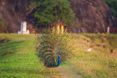 Photo for Wild peacock in Sri Lanka fields - Royalty Free Image