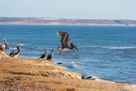 Photo for Pelicans on the sea shore - Royalty Free Image