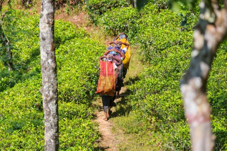 Photo for Local women carrying loads in tea plantations in Sri Lanka - Royalty Free Image