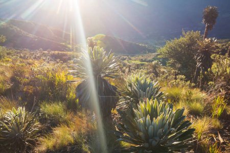 Téléchargez les photos : Forêt de frailejones ou Espeletia, une belle plante dans les montagnes colombiennes, Amérique du Sud - en image libre de droit