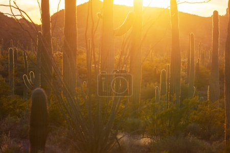 Foto de Saguaro Cactus in Organ Pipe National Monument, USA - Imagen libre de derechos
