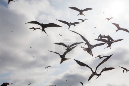 Téléchargez les photos : Frégates et pélicans volant dans le ciel bleu, Équateur, côte du Pacifique - en image libre de droit