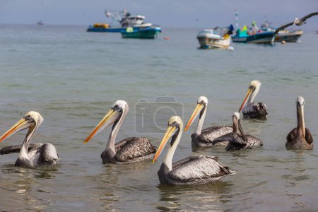 Photo for Pelicans on the sea shore - Royalty Free Image