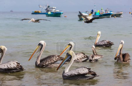 Foto de Pelícanos en la orilla del mar - Imagen libre de derechos