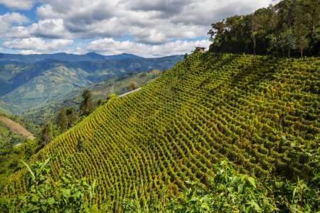 Foto de Hermosos paisajes rurales verdes en una montaña en Colombia, América del Sur - Imagen libre de derechos