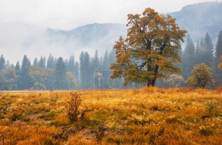 Foto de Hermosa temporada de otoño en el Parque Nacional Yosemite, California, EE.UU. - Imagen libre de derechos