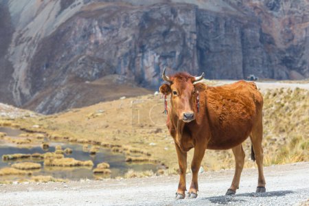 Foto de Vaca en altas montañas en el Perú - Imagen libre de derechos