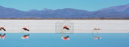Téléchargez les photos : Flamant rose dans le lac de l'Altiplano bolivien faune nature sauvage - en image libre de droit