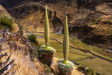 Téléchargez les photos : Puya Raimondii Plantes hautes dans les Andes péruviennes, Amérique du Sud. - en image libre de droit