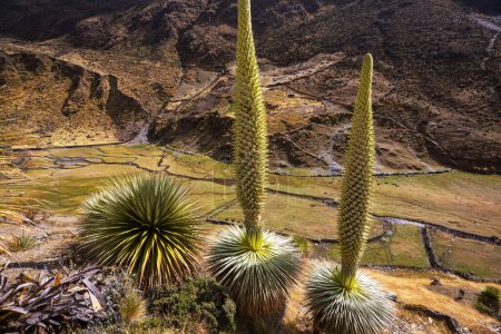 Foto de Puya Raimondii Plantas en lo alto de los Andes peruanos, América del Sur. - Imagen libre de derechos