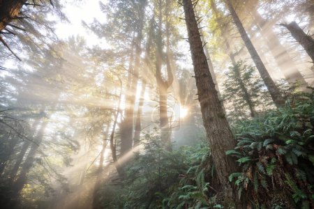 Photo for Sunny beams in forest at sunrise - Royalty Free Image