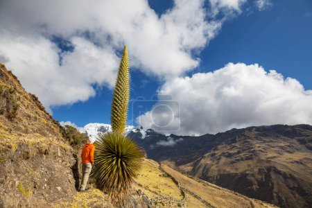 Foto de Turista cerca de Puya Raimondii Plantas en los Andes Peruanos, América del Sur. - Imagen libre de derechos