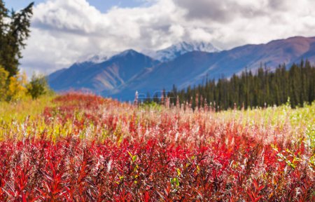 Téléchargez les photos : Picturesque Mountains of Alaska in autumn. Snow covered massifs, glaciers and rocky peaks, orange trees. Beautiful natural background. - en image libre de droit