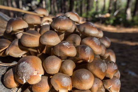Téléchargez les photos : Champignons dans la forêt d'automne - en image libre de droit