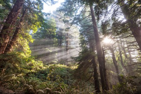 Téléchargez les photos : Rayons de soleil dans la forêt verte d'été - en image libre de droit