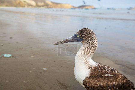 Téléchargez les photos : Oiseau botté aux pieds bleus sur la plage d'Ocran, Équateur - en image libre de droit