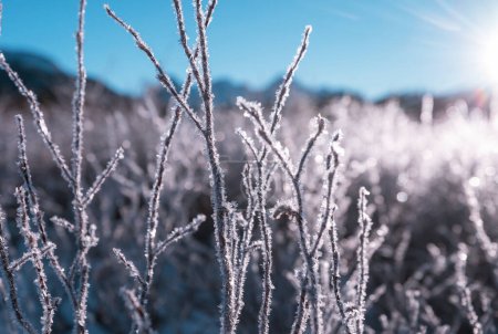 Photo for Frozen late autumn meadow close up. Winter background. - Royalty Free Image