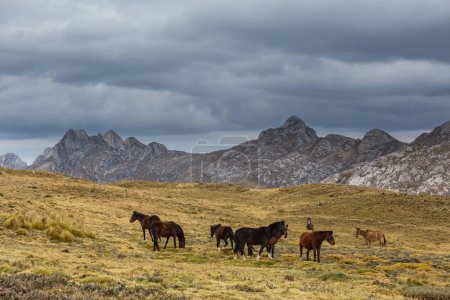 Foto de Caballo en la Cordillera del Perú - Imagen libre de derechos