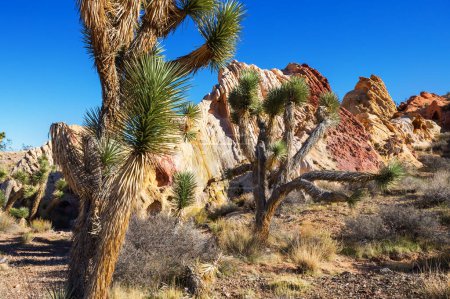 Photo for Joshua tree in Arizona desert along road. Travel background. - Royalty Free Image
