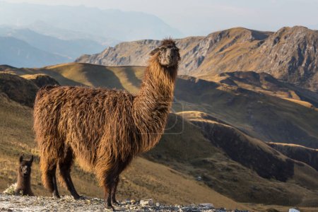 Foto de Llama en zona remota de Bolivia - Imagen libre de derechos