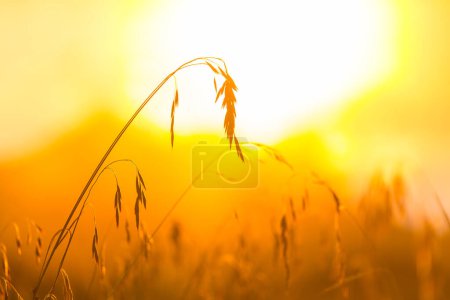 Téléchargez les photos : Herbe dans une prairie au coucher du soleil - en image libre de droit