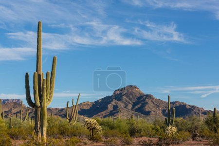 Photo for Saguaro Cactus in Organ Pipe National Monument, USA - Royalty Free Image