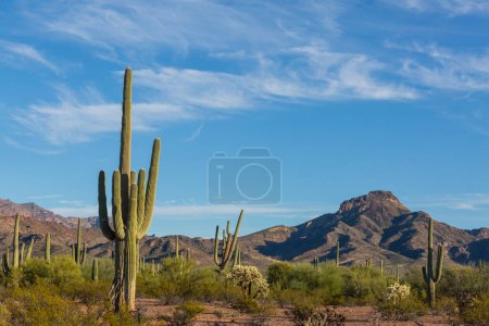 Photo for Saguaro Cactus in Organ Pipe National Monument, USA - Royalty Free Image