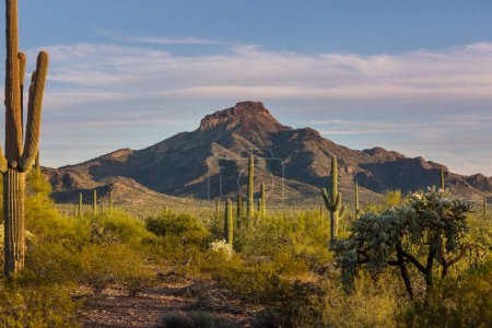 Foto de Saguaro Cactus in Organ Pipe National Monument, USA - Imagen libre de derechos