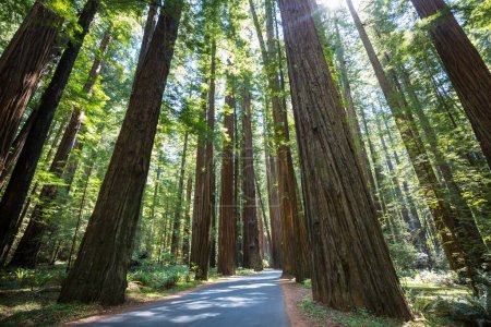 Téléchargez les photos : Une belle forêt de séquoias géants en Californie, États-Unis - en image libre de droit