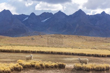Foto de Ovejas en prado de montaña verde, escena rural - Imagen libre de derechos
