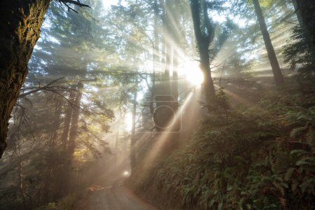 Foto de Vigas soleadas en el bosque al amanecer - Imagen libre de derechos