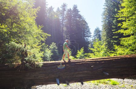 Téléchargez les photos : Randonneur dans Redwoods National Park, Californie, États-Unis - en image libre de droit