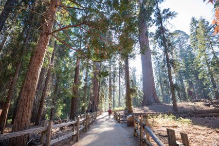 Photo for A beautiful forest of giant sequoias in California, USA - Royalty Free Image