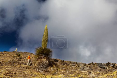 Foto de Turista cerca de Puya Raimondii Plantas en los Andes Peruanos, América del Sur. - Imagen libre de derechos