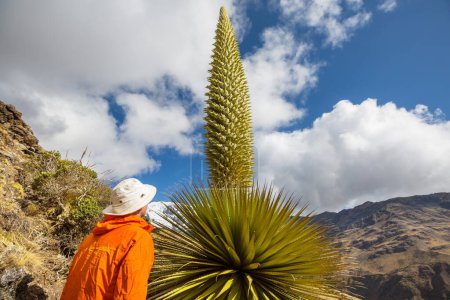 Turista cerca de Puya Raimondii Plantas en los Andes Peruanos, América del Sur.