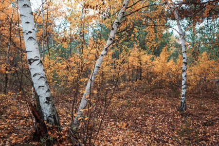 Téléchargez les photos : Feuilles d'automne colorées dans une forêt ensoleillée. Automne fond naturel - en image libre de droit
