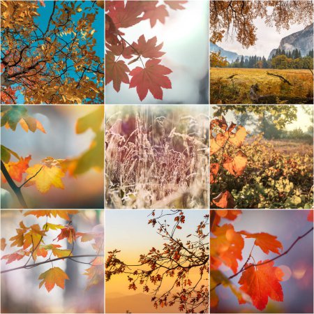 Photo for Colorful yellow leaves in Autumn season. Close-up shot. Suitable for background image. - Royalty Free Image