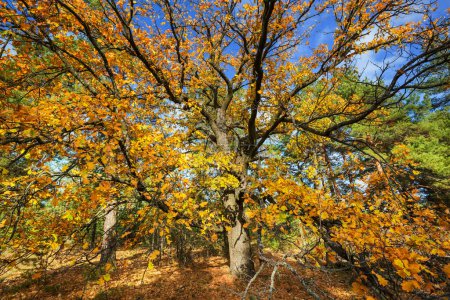 Foto de Árbol de otoño en el prado matutino. Hojas que caen fondo natural - Imagen libre de derechos