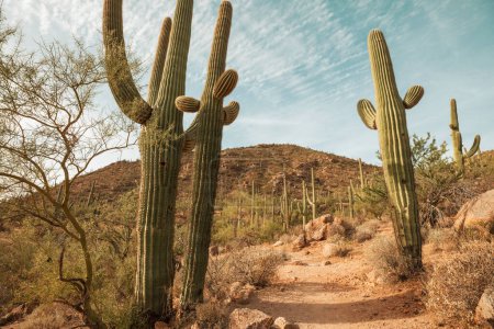 Photo for Hike among the cacti in Arizona, USA - Royalty Free Image