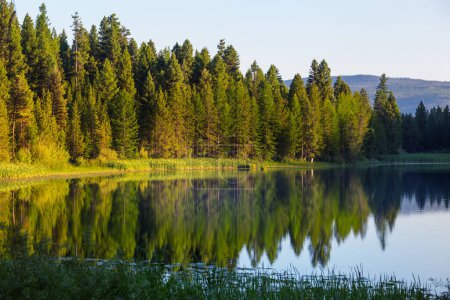 Photo for Serene lake in the green forest - Royalty Free Image