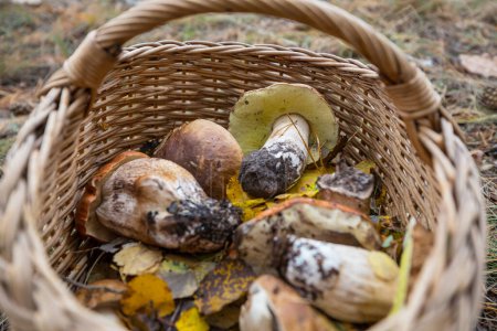 Photo for Basket with  mushrooms in autumn forest - Royalty Free Image