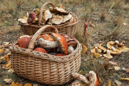 Photo for Basket with  mushrooms in autumn forest - Royalty Free Image