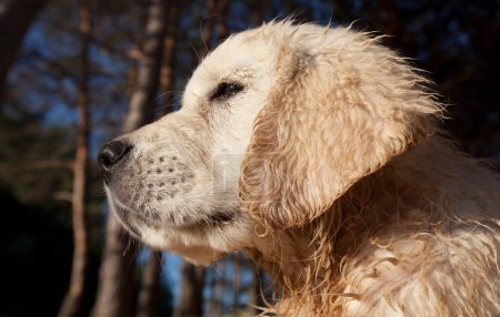 Téléchargez les photos : Golden retriever chien dehors par une journée ensoleillée
. - en image libre de droit