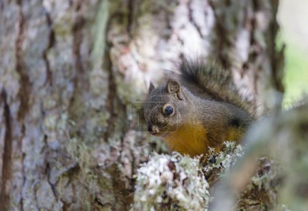 Téléchargez les photos : Écureuil sauvage dans la forêt de près - en image libre de droit